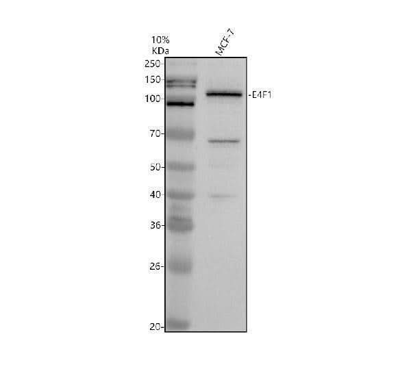 Anti-E4F1 Antibody Picoband® Boster Bio