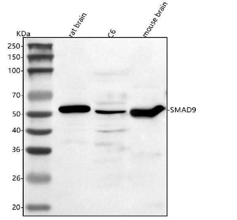 Anti-Smad9 Antibody Picoband® Boster Bio