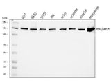 Anti-ORP150/HYOU1 Antibody Picoband® Boster Bio
