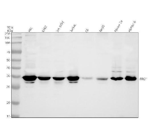 Anti-FRG1 Antibody Picoband® Boster Bio