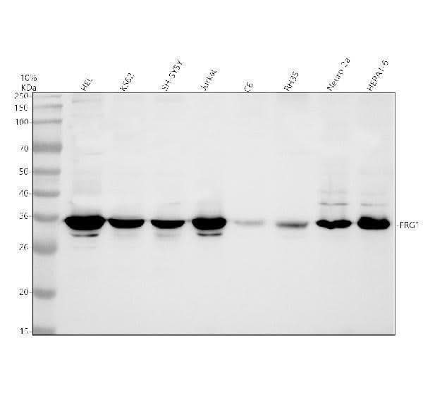 Anti-FRG1 Antibody Picoband® Boster Bio