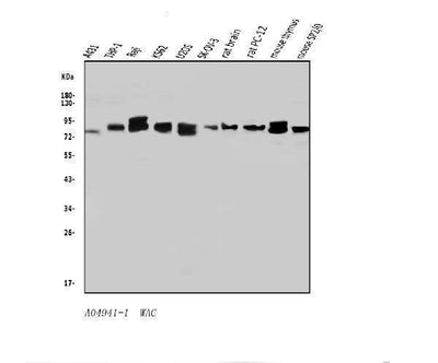 Anti-WAC Antibody Picoband® Boster Bio