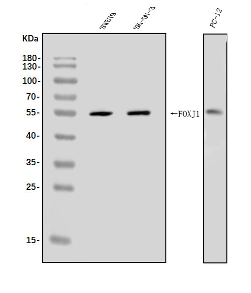 Anti-FOXJ1 Antibody Picoband® Boster Bio