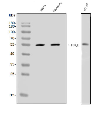 Anti-FOXJ1 Antibody Picoband® Boster Bio