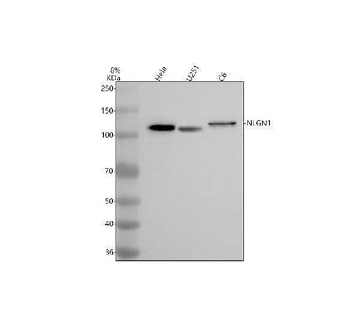 Anti-NLGN1 Antibody Picoband® Boster Bio