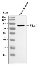 Anti-RIN1 Antibody Picoband® Boster Bio
