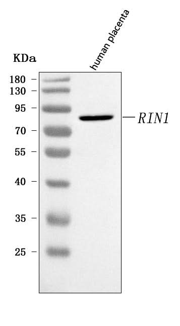 Anti-RIN1 Antibody Picoband® Boster Bio