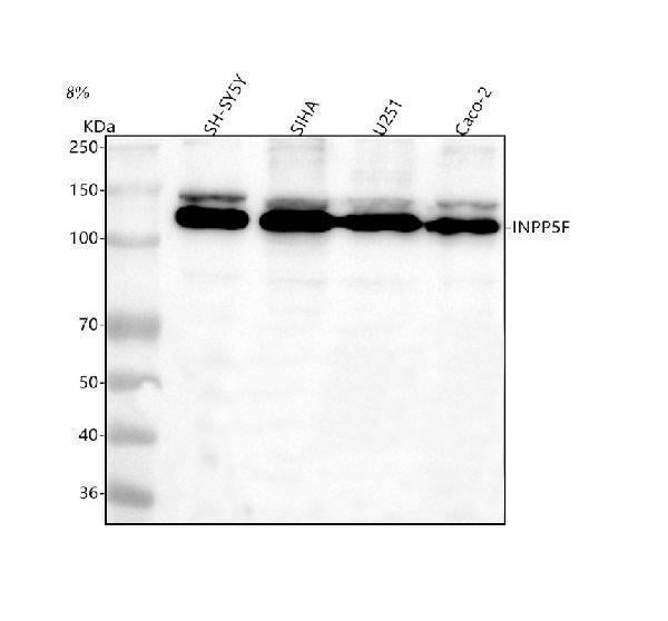 Anti-INPP5F Antibody Picoband® Boster Bio