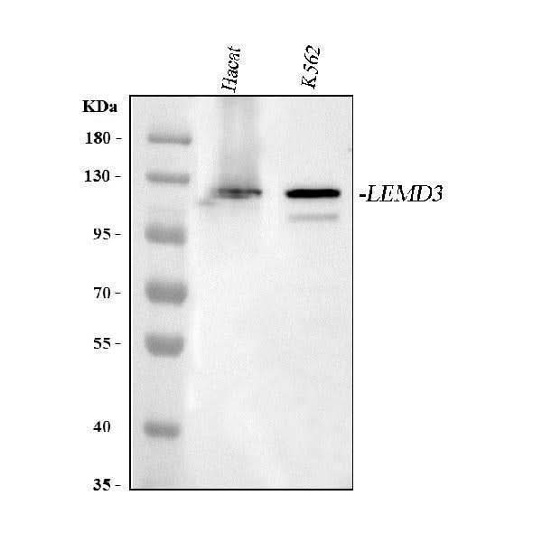 Anti-LEMD3 Antibody Picoband® Boster Bio