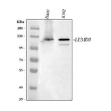 Anti-LEMD3 Antibody Picoband® Boster Bio