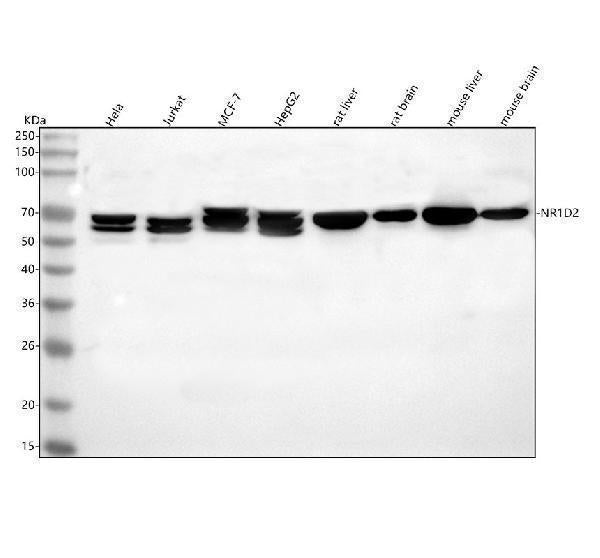 Anti-NR1D2 Antibody Picoband® Boster Bio