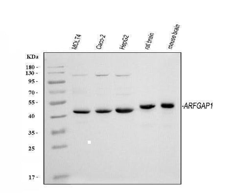 Anti-ARFGAP1 Antibody Picoband® Boster Bio