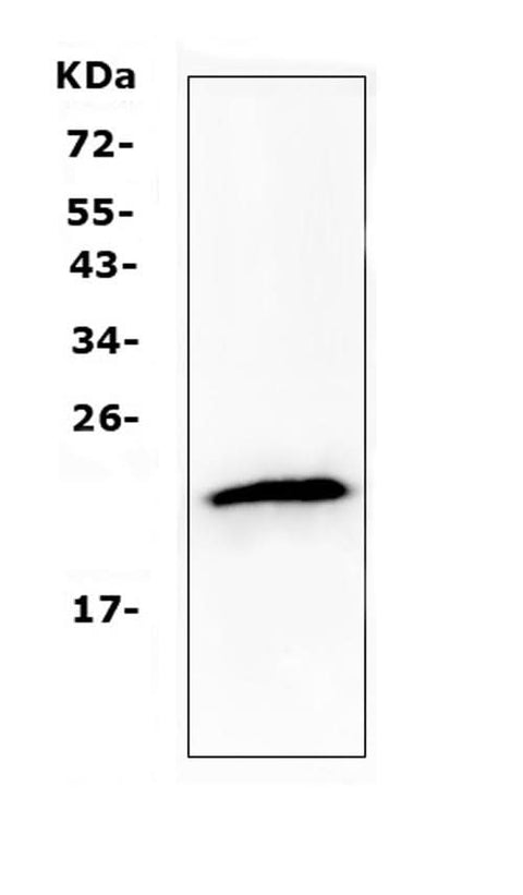 Anti-TMEM107 Antibody Picoband® Boster Bio