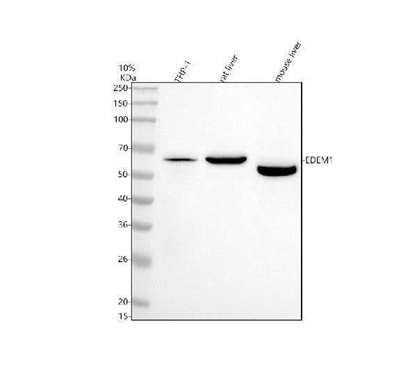 Anti-EDEM1 Antibody Picoband® Boster Bio