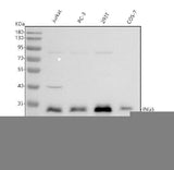 Anti-ING5 Antibody Picoband® Boster Bio