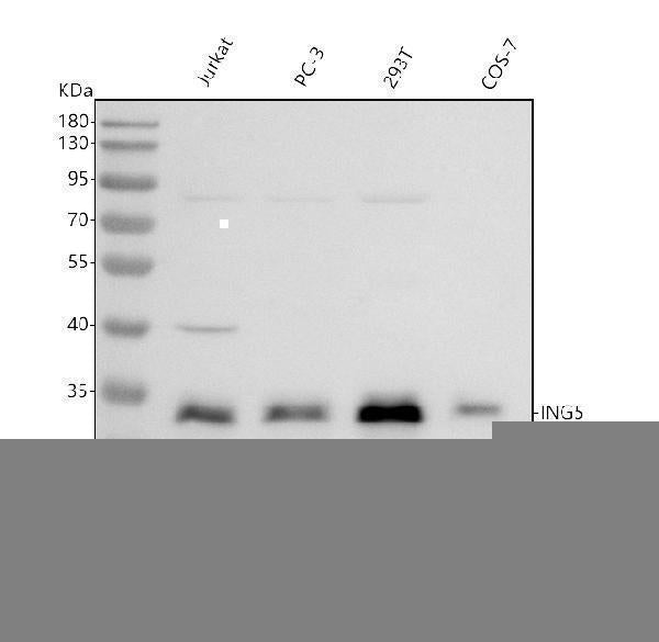 Anti-ING5 Antibody Picoband® Boster Bio