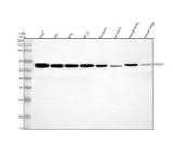 Anti-SGMS1 Antibody Picoband® Boster Bio