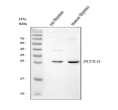 Anti-Flt3 ligand/Flt3lg Antibody Picoband® Boster Bio
