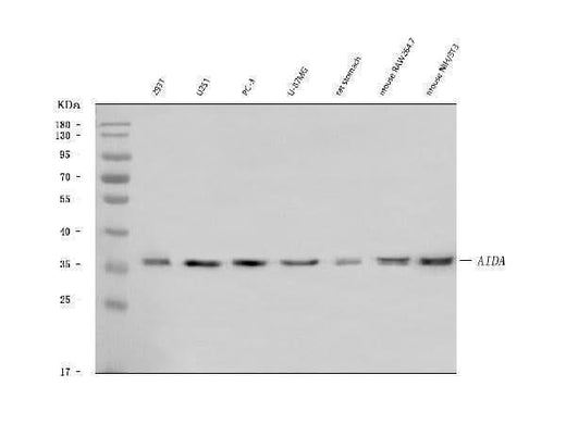 Anti-AIDA Antibody Picoband® Boster Bio