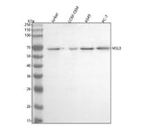 Anti-MSL3 Antibody Picoband® Boster Bio
