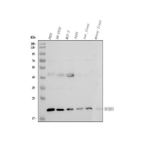 Anti-NUCKS1 Antibody Picoband® Boster Bio
