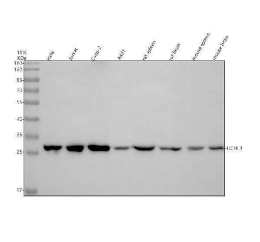 Anti-UCHL3 Antibody Picoband® Boster Bio