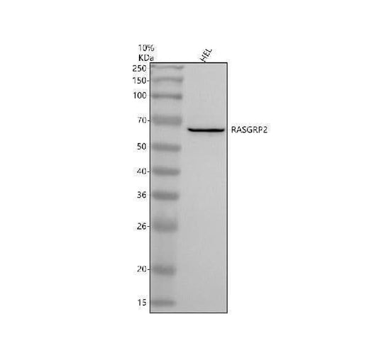 Anti-RASGRP2 Antibody Picoband® Boster Bio