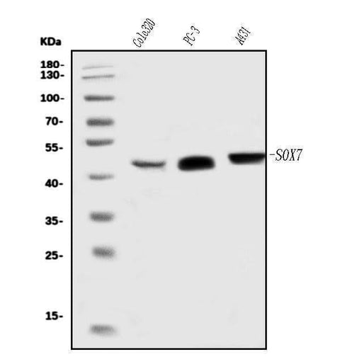 Anti-SOX7 Antibody Picoband® Boster Bio