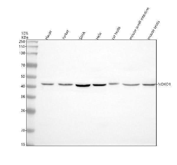 Anti-NOXO1 Antibody Picoband® Boster Bio