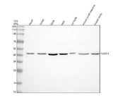 Anti-NOXO1 Antibody Picoband® Boster Bio