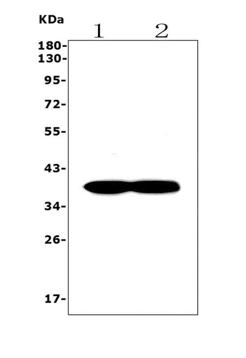 Anti-Synaptophysin/SYP Picoband® Antibody Boster Bio