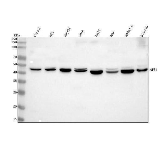 Anti-NFS1 Antibody Picoband® Boster Bio