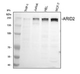 Anti-ARID2 Antibody Picoband® Boster Bio