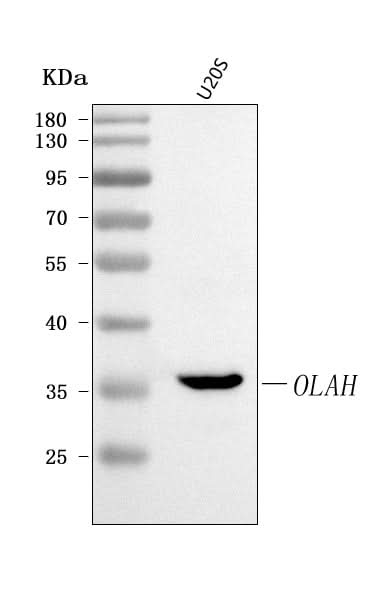 Anti-OLAH Antibody Picoband® Boster Bio