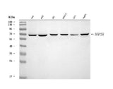 Anti-NOP58 Antibody Picoband® Boster Bio