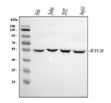 Anti-RTCB Antibody Picoband® Boster Bio