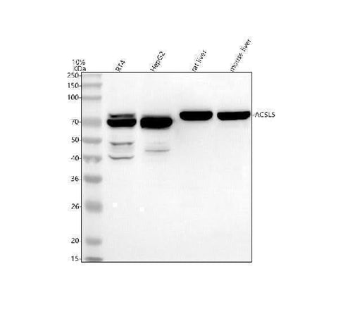 Anti-ACSL5 Antibody Picoband® Boster Bio