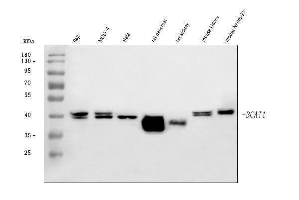 Anti-BCAT1 Antibody Picoband® Boster Bio