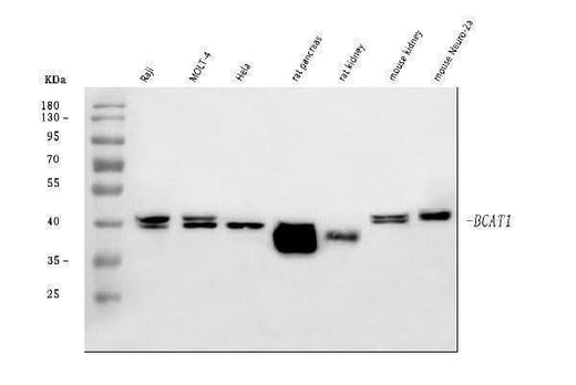 Anti-BCAT1 Antibody Picoband® Boster Bio