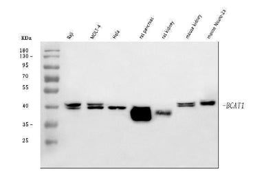 Anti-BCAT1 Antibody Picoband® Boster Bio