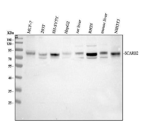 Anti-Scavenging Receptor SRB2/SCARB2 Antibody Picoband® Boster Bio