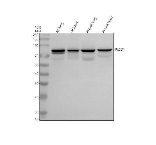 Anti-PLCD1 Antibody Picoband® Boster Bio