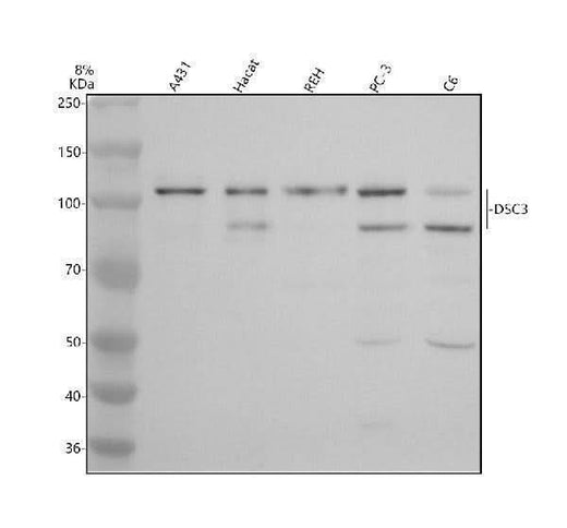 Anti-DSC3 Antibody Picoband® Boster Bio