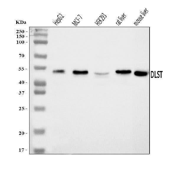 Anti-DLST Antibody Picoband® Boster Bio