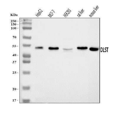 Anti-DLST Antibody Picoband® Boster Bio