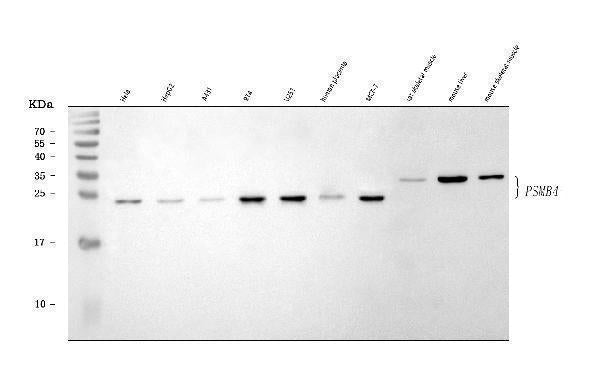 Anti-PSMB4 Antibody Picoband® Boster Bio