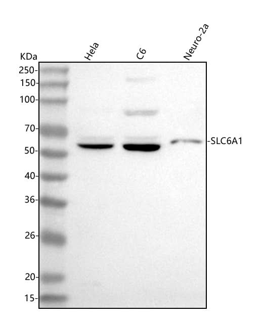 Anti-GAT1/SLC6A1 Antibody Picoband® Boster Bio