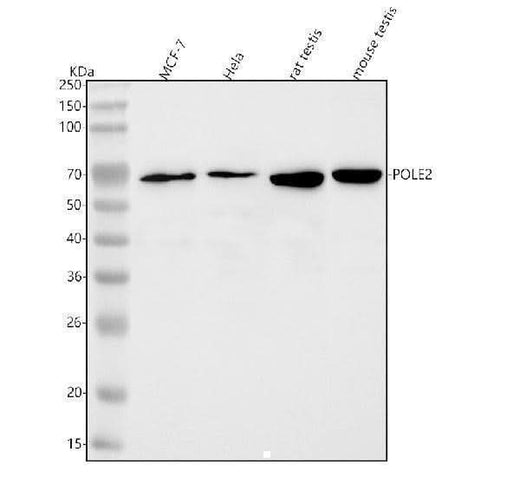 Anti-POLD3 Antibody Picoband® Boster Bio