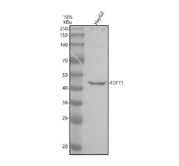 Anti-FDFT1 Antibody Picoband® Boster Bio