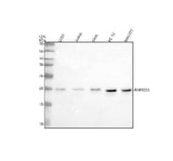 Anti-RARRES3/PLAAT4 Antibody Picoband® Boster Bio